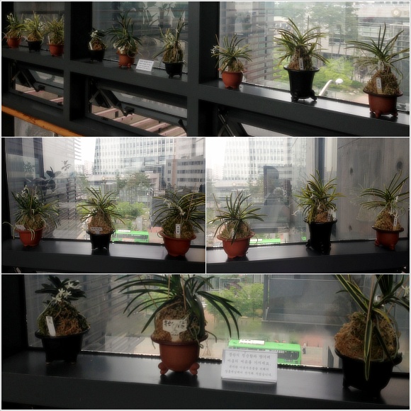 복지관 5층에 오셔서 풍란의 향기와 여유로움을 누리세요:) 복지관 5층에 오셔서 풍란의 향기와 여유로움을 누리세요:)