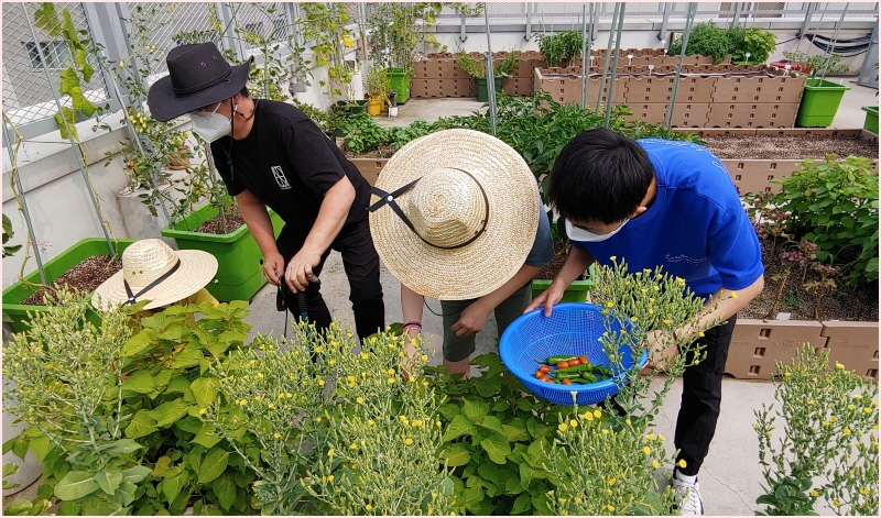 수확하고, 물 주고, 거름 주고... 수확하고, 물 주고, 거름 주고...