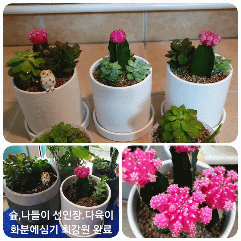 제10회 가족 나들이 "온가족 숲으로" 실시 (한국산림복지진흥원 지원~) 제10회 가족 나들이 "온가족 숲으로" 실시 (한국산림복지진흥원 지원~)