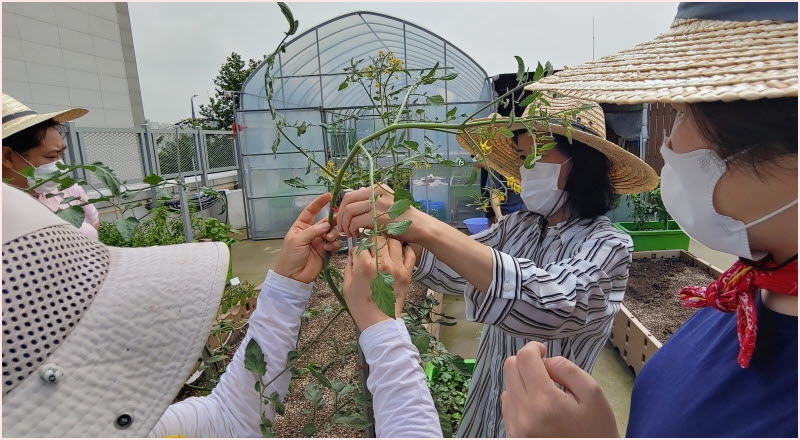 곁순 따고, 거름 주고... 곁순 따고, 거름 주고...